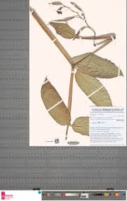 Image result for Hypselodelphys scandens