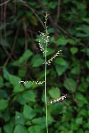 Image result for Oplismenus compositus