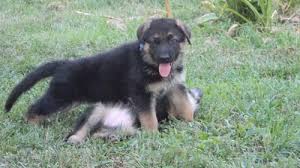 Sable rock german shepherds has puppies for sale on akc puppyfinder. German Shepherd Puppies Ch Bloodlines For Sale In Evansville Indiana Classified Americanlisted Com
