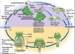 Mosses are soft and leafy, with many tiny leaves, and the sporophytes are small capsules on the end of long thin seta (seen in diagrams above). Marchantia Life Cycle Google Search Life Cycles Image Plant Cell