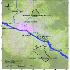 Image result for Leptonychia tokana