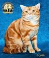 American Shorthair Cat Breed - Facts and Personality ...