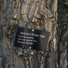 Image result for Erythrina abyssinica