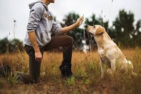 Dogs also lick because they like the taste of an owner's salty skin. Clicker Training Learn About Mark Reward Dog Training Using Clickers
