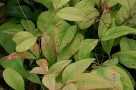 Check spelling or type a new query. Nandina Domestica Fire Power Nandina Domestica Firepower Fire Power Heavenly Bamboo Firepower Heavenly Bamboo Plant Lust