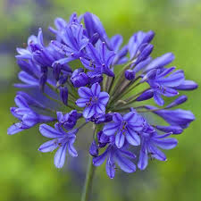 Image result for Agapanthus africanus