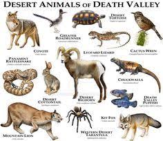 Fine Art Illustration Of Some Of The Unique Animals Native To The Orinoco River Valley In The Amazon Desert Animals Unique Animals Animals