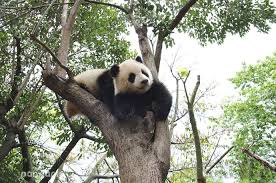 Hanging In The Trees Are Ripe Pandas It Is A Season Of Harvest Panda Bear Panda In The Tree