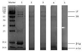 Treat others with basic decency. Animals Free Full Text Antibacterial Activity Of Trypsin Hydrolyzed Camel And Cow Whey And Their Fractions Html