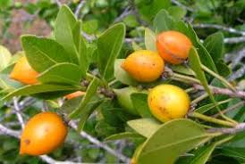 Image result for Mimusops