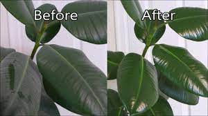 You can use a dry microfiber cloth or a duster to dust the plant's leaves. How To Polish Houseplant Leaves Rubber Plant Youtube