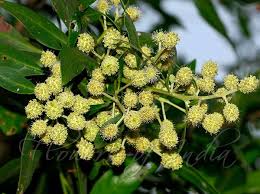 Image result for Conocarpus