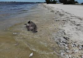 what is a king tide red tide algae flooding among risks