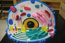 Maybe you would like to learn more about one of these? 3d Model Of An Animal Cell Biological Science Picture Directory Pulpbits Net