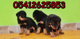 Bursada Rotvaylir Rottweiler Yavrulari Rottweiler