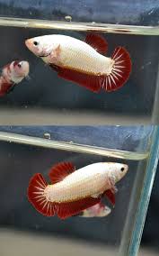 Item Fwbettashmp1431962347 Red Dragon Female 2 Ends Mon May 18 2015 10 19 07 Am Cdt Red Dragon Betta Fish Tropical Fish