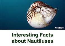 Nautilus