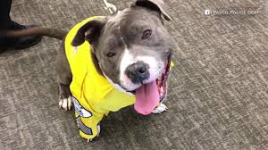 Your puppy's first few days away from their mother and siblings will be a big upheaval. A Terminally Ill Rescue Dog Became A Police K 9 For A Day Cnn