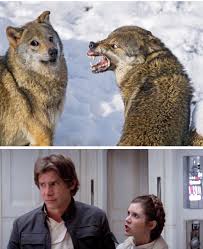 I Love That Wolf Picture Look At That Mouth Aaahhhh Don T Mind Me Star Wars Humor Star Wars Memes Star Wars Jokes