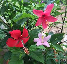 Image result for Hibiscus ludwigii