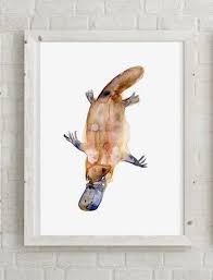 Platypus Art Platypus Watercolor Painting Giclee Print Australia Art Animal Painting Platypus Illustration Art Animal Paintings Painting