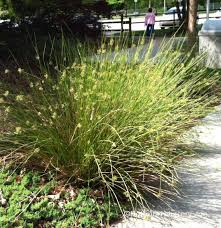 Image result for Juncus