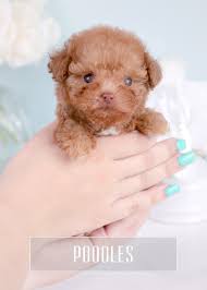 Some designer breed dogs are friendly with strangers and some are suspicious (they should never be overly aggressive if properly trained). Toy Teacup Puppies For Sale Teacups Puppies And Boutique