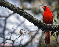 Birds That Look Like Cardinals But Aren T Northern Cardinal Male Phalacrocorax Auritus Austin Tx Https En Wikipedia Org Wiki Northern Cardinal Photographer Bre Birds