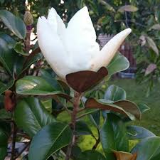 'teddy bear' is a beautiful evergreen tree with an upright compact conical frame. Magnolia Grandiflora Teddy Bear Magnolia Teddy Bear In Gardentags Plant Encyclopedia