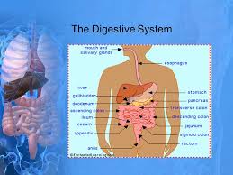 The Digestive System Ppt Video Online Download The digestive system vocabulary important organs and their functions: the digestive system ppt video