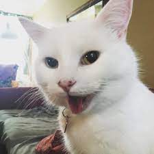 happy photo smudge the cat cat memes white cat meme white cats