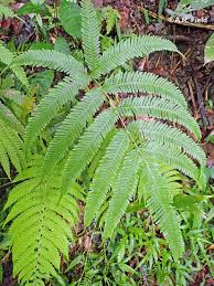 Image result for Pteris similis