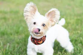 Image result for white yorkshire terrier