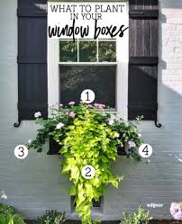 Check spelling or type a new query. What To Plant In Your Window Boxes Nest Of Posies