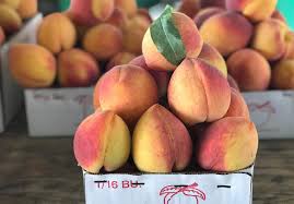 Visit our website and master malay! Vogel Orchard