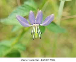 Image result for Cleome rutidosperma