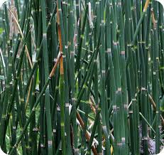 Check spelling or type a new query. 3 Examples Of Seedless Vascular Plants