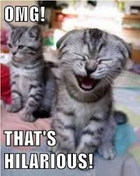 Hilarious Funny Cat Pictures With Captions