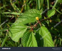 Image result for Corchorus aestuans