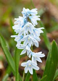 White except for green crescent around the notch of inner floral segments; Spring Flowering Bulbs Garden Gate