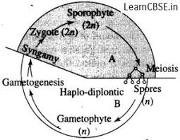 A schematic usually omits all details that are not. With The Help Of A Schematic Diagram Describe The Haplo Diptontic Life Cycle Pattern Of A Plant Group Studyrankersonline