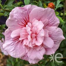 Image result for Hibiscus syriacus Violet Clair Double