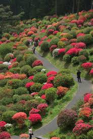 Rhododendron Festival Shiofune Kannonji 194 Shifune Ome Tokyo Japanese Garden Landscape Japanese Garden Beautiful Gardens