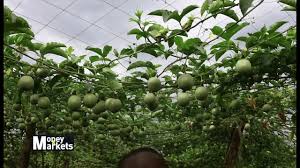 Open it and collect at least 6 seeds. Passion Fruit Youtube