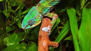 Image result for Chamaecrista gracilior