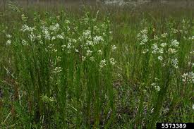 Eastern Whorled Milkweed Asclepias Verticillata Gentianales Asclepiadaceae 5573389