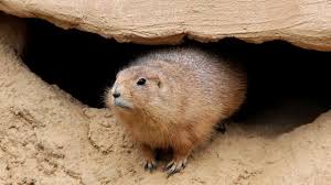 A few centuries ago, humans began to generate curiosity about the possibilities of what may exist outside the land they knew. Frugal Freebies February 2nd Special Days Featuring 44 Groundhog Day Freebies