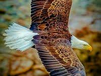  17 Ide Burung Elang Burung Elang Elang Burung