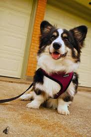 Black And Tan Corgi Mix Pin By Jennifer Hopkins On For Our Sweet Puppy Dog Corgi Welsh Corgi Puppies Pembroke Welsh Corgi Puppies