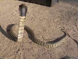 Snake Myths Many People Believe In Snake Charming In India People Will Play A Flute And The Snake Will Move To T Dead Still India People Science And Nature
